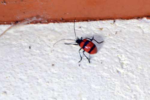 bug-AsiaPhotoStock