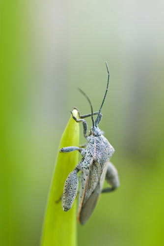 Singapore bug-AsiaPhotoStock