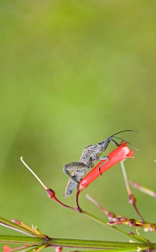 bug on red flower-AsiaPhotoStock