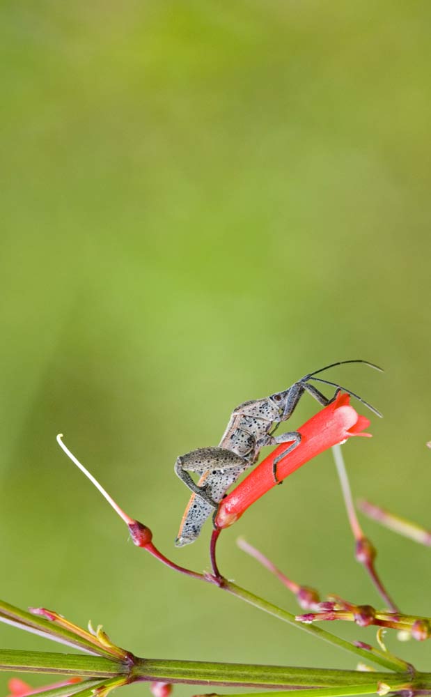 bug on red flower-AsiaPhotoStock
