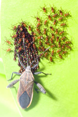 bug with eggs-AsiaPhotoStock