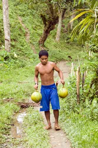 carrying coconuts-AsiaPhotoStock