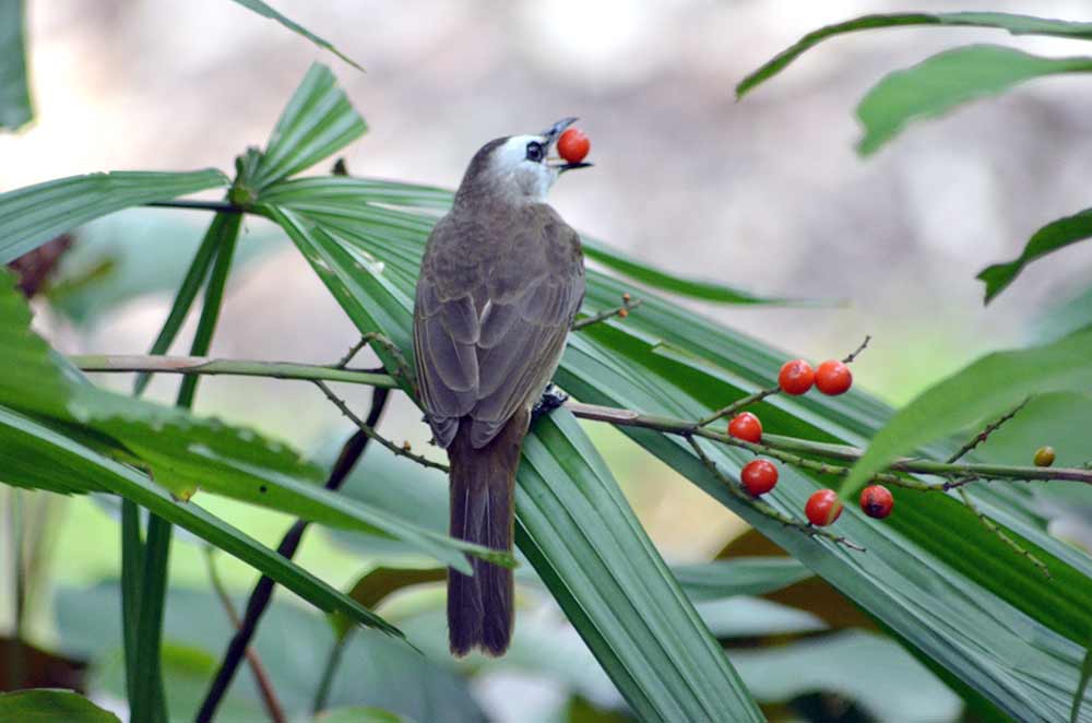 bulbul-AsiaPhotoStock