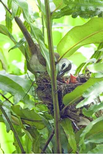 yellow vented bulbul chicks-AsiaPhotoStock