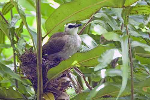 bulbul warms chick-AsiaPhotoStock