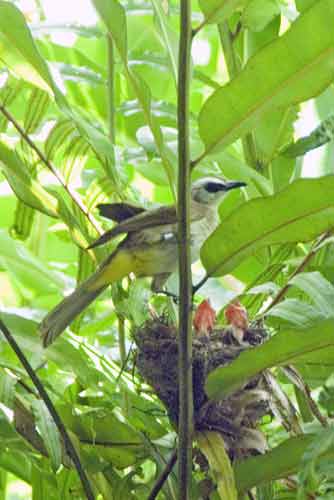 bulbuls two chicks-AsiaPhotoStock