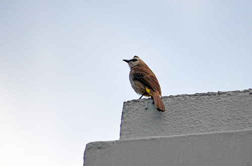 bulbul yellow vented-AsiaPhotoStock