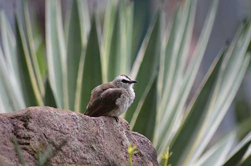 bulbuls-AsiaPhotoStock