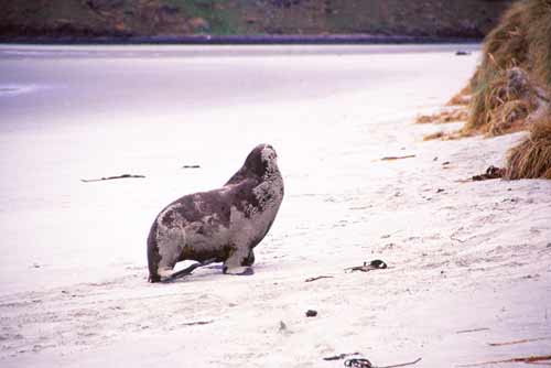 bull sea lion-AsiaPhotoStock