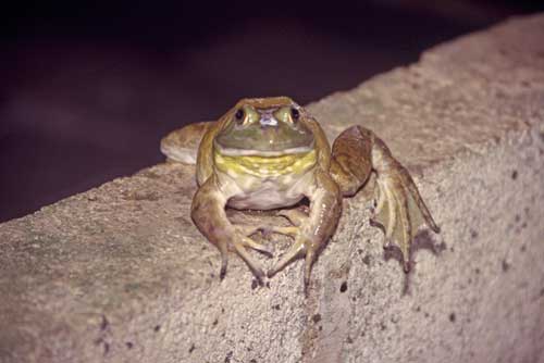 bull frog portrait-AsiaPhotoStock