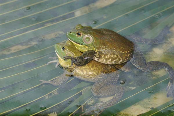 mating bull frogs-AsiaPhotoStock