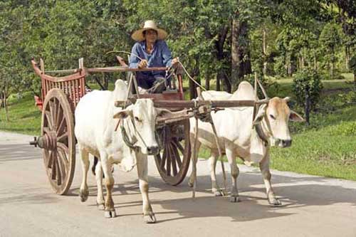 bullock cart-AsiaPhotoStock