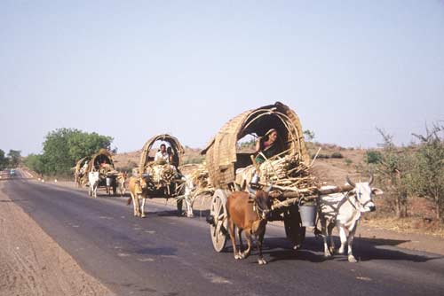 bullock trains-AsiaPhotoStock