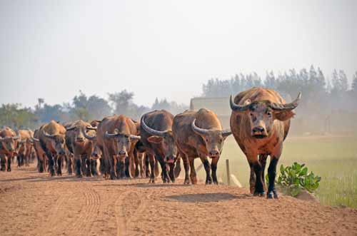 bulls-AsiaPhotoStock