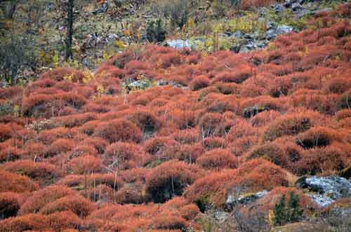 bushes-AsiaPhotoStock