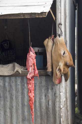 cows head-AsiaPhotoStock