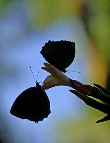 common faun at dusk-AsiaPhotoStock