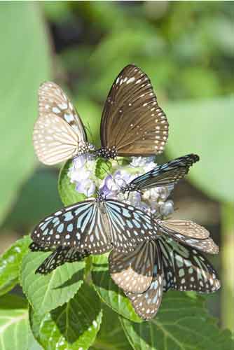 butterflies-AsiaPhotoStock