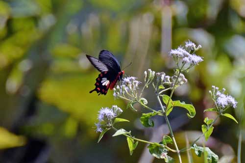 butterfly laos-AsiaPhotoStock