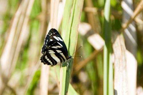 butterfly east timor-AsiaPhotoStock