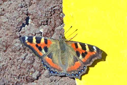 butterfly india-AsiaPhotoStock