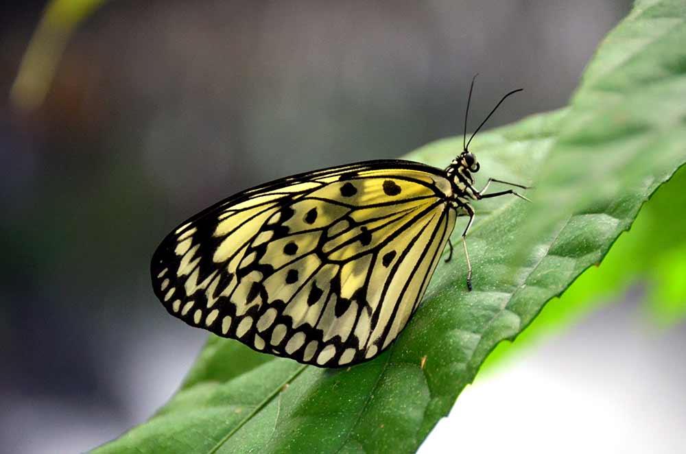 butterfly otago museum-AsiaPhotoStock