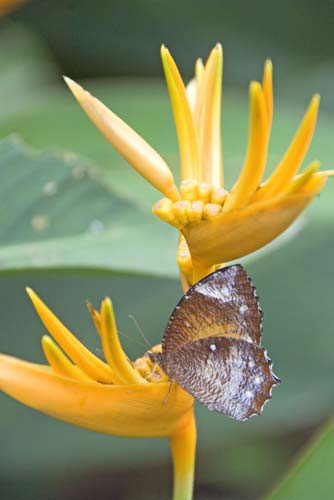 butterfy heliconia-AsiaPhotoStock