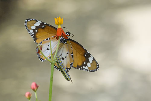butterfly and caterpillar-AsiaPhotoStock
