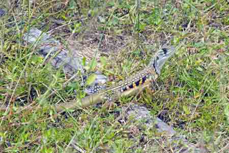 butterfly lizard-AsiaPhotoStock