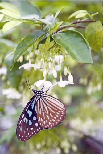 butterfly samui park-AsiaPhotoStock