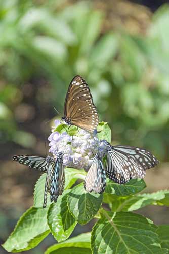 butterfly group-AsiaPhotoStock