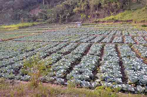 cabbage-AsiaPhotoStock