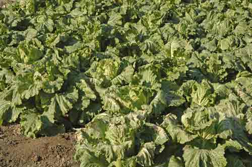 cabbage-AsiaPhotoStock