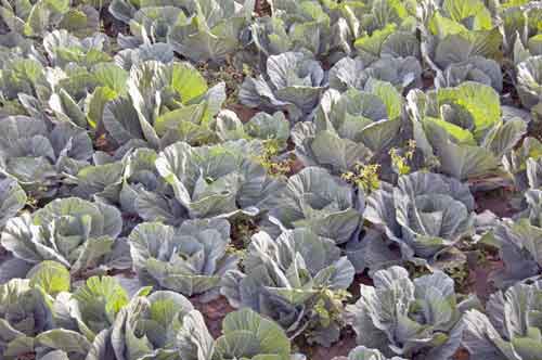 cabbages-AsiaPhotoStock