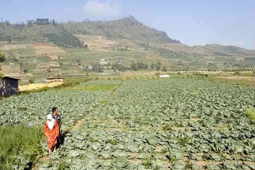 cabbage field-AsiaPhotoStock