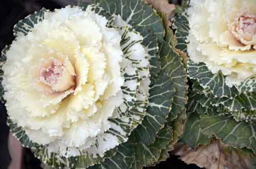cabbage flower-AsiaPhotoStock