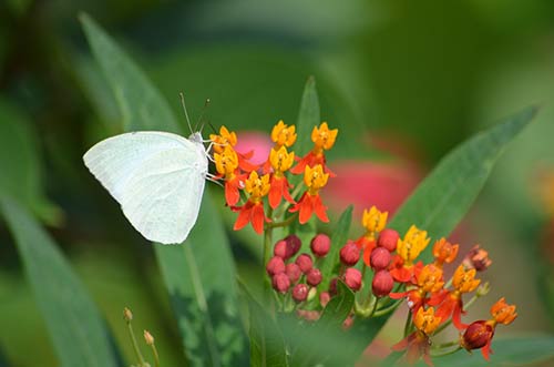 cabbage white-AsiaPhotoStock