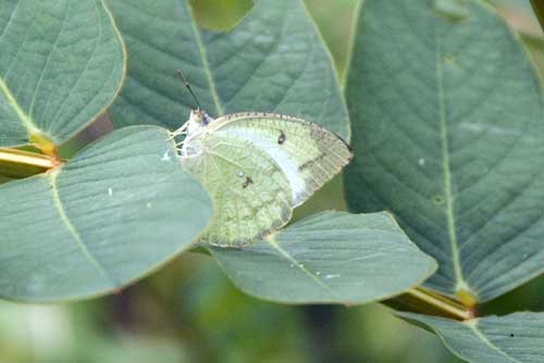 cabbage white butterfly-AsiaPhotoStock