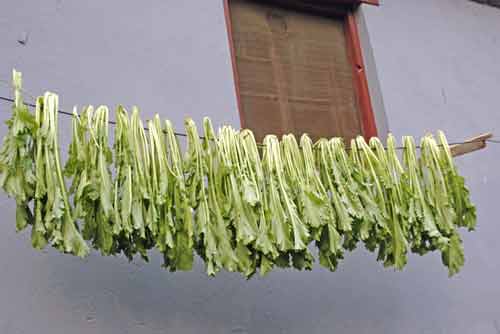 cabbages-AsiaPhotoStock