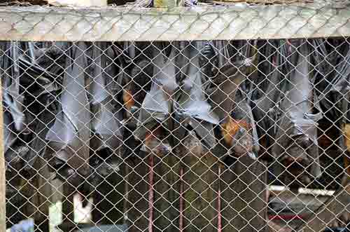 caged bats-AsiaPhotoStock