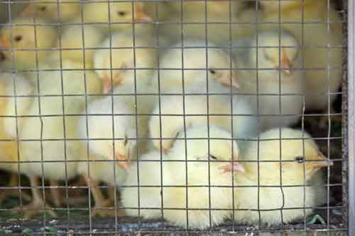 vigan chicks-AsiaPhotoStock