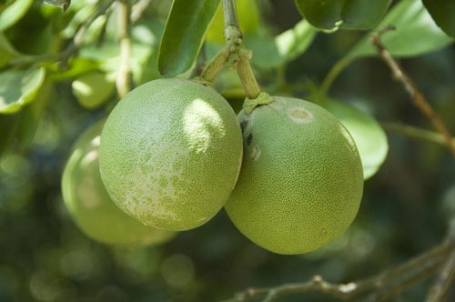 calabash-AsiaPhotoStock