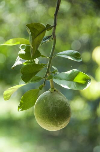 calabash fruit-AsiaPhotoStock