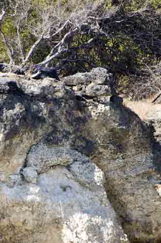 calcified clam-AsiaPhotoStock