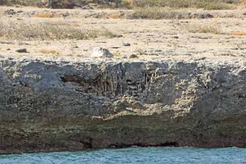 calcified coral-AsiaPhotoStock