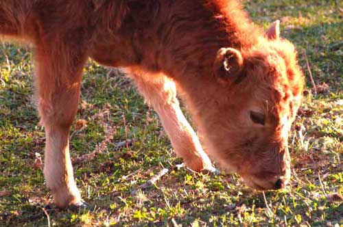 calf-AsiaPhotoStock