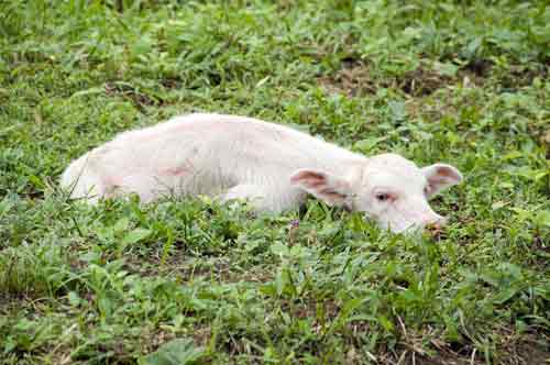 buffalo calf-AsiaPhotoStock