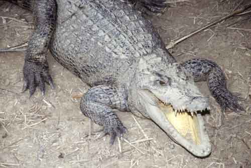 cambodian crocodile-AsiaPhotoStock