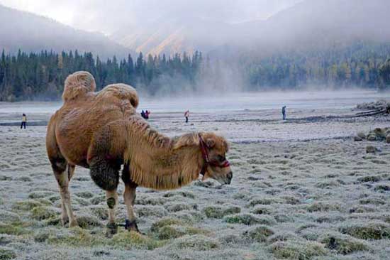 kanas camel-AsiaPhotoStock
