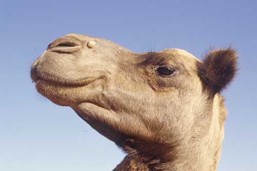 camel profile-AsiaPhotoStock